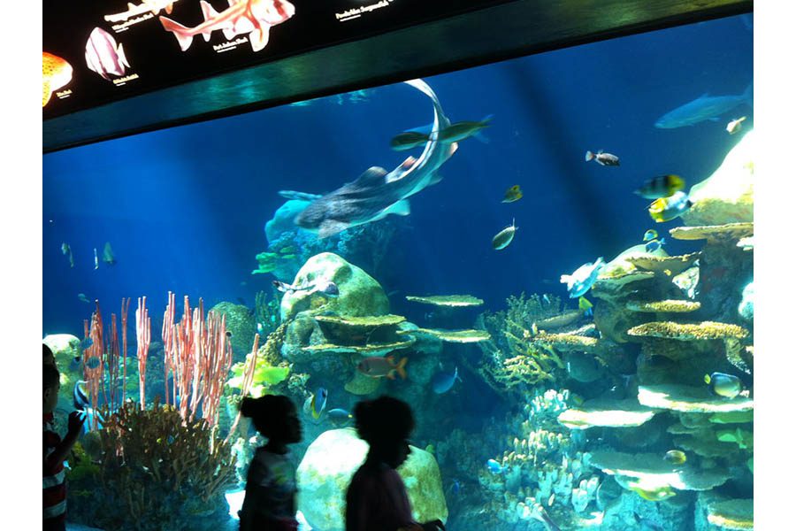 Minnesota Zoo Dixon Studios, LLC